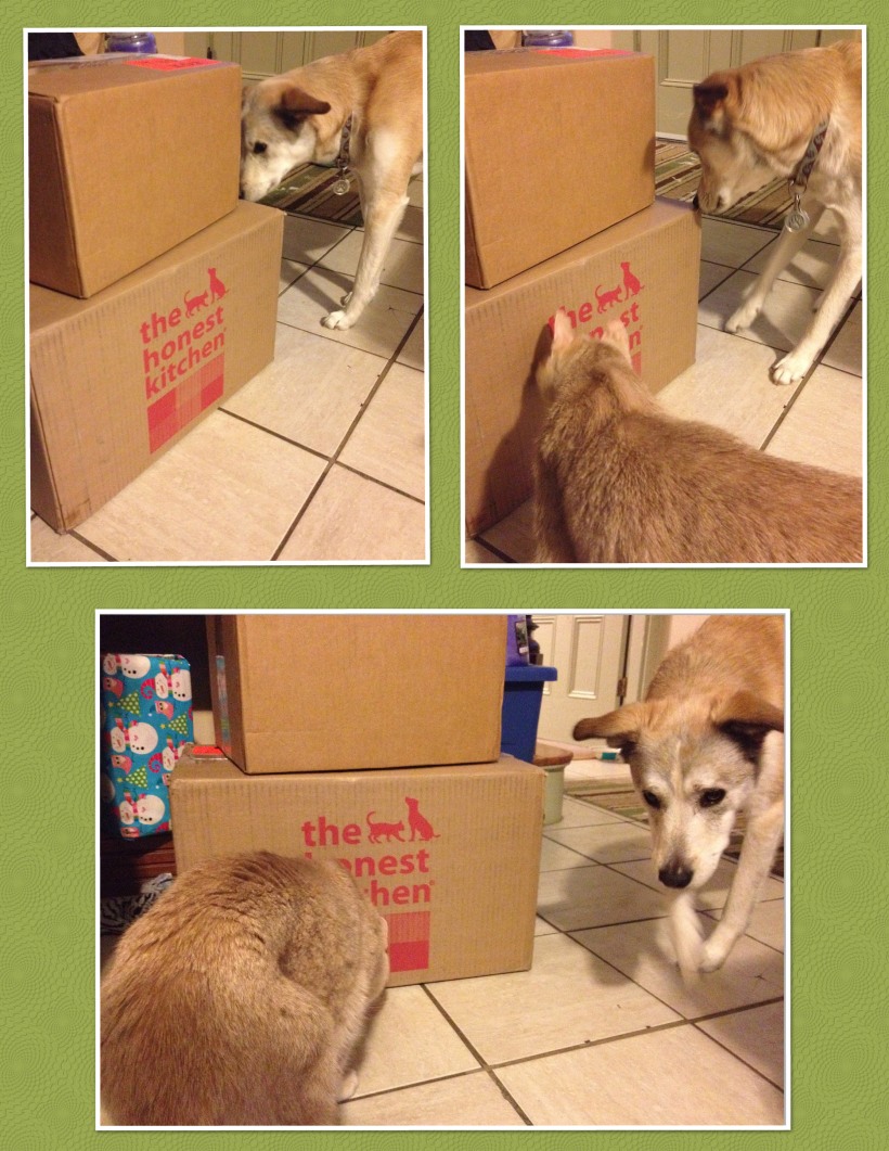 The Honest Kitchen package arrived!!! Skiddy wanted some too!